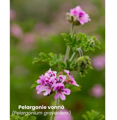 Pelargonie vonná